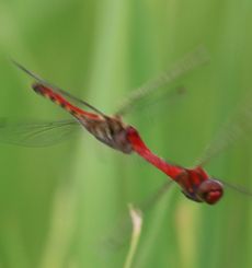 �i�c�A�J�l�A���E�ŋ�Y���i�O����j