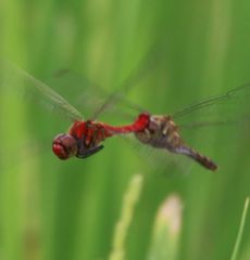 �i�c�A�J�l�A���E�ŋ�Y���i�O����j