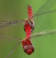 �i�c�A�J�l�A���E�ŋ�Y���i�O����j