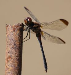 �m�V���g���{���i�O����j