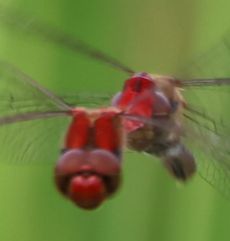 �i�c�A�J�l�A���E�ŋ�Y���i�O����j