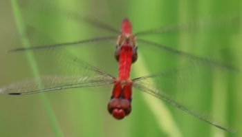 �i�c�A�J�l�A���E�ŋ�Y���i�O����j