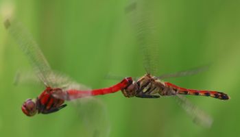 �i�c�A�J�l�A���E�ŋ�Y���i�O����j