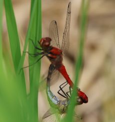 �i�c�A�J�l����i�O����j