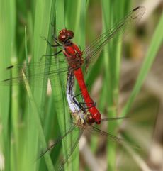 �i�c�A�J�l����i�O����j