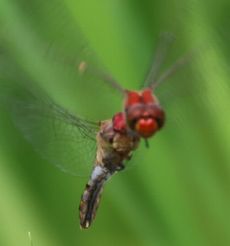 �i�c�A�J�l�Y�����āi�O����j