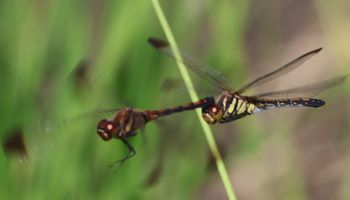 �m�V���g���{�A���Y�����āi�O����j