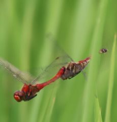 �i�c�A�J�l�Y�����āi�O����j