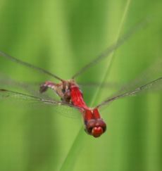 �i�c�A�J�l�Y�����āi�O����j