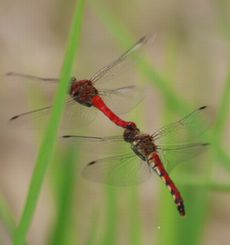 �i�c�A�J�l�Y�����āi�O����j