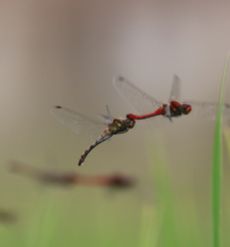 �i�c�A�J�l�Y�����āi�O����j