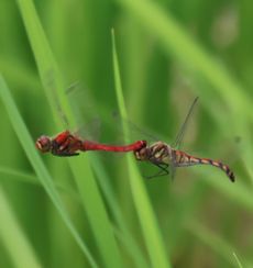 �i�c�A�J�l�Y�����āi�O����j