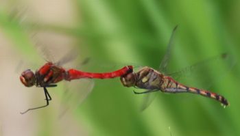 �i�c�A�J�l�Y�����āi�O����j