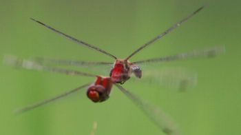 �i�c�A�J�l�Y�����āi�O����j