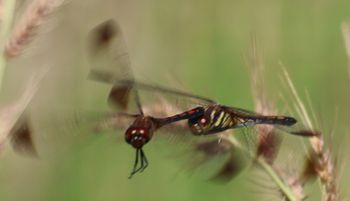 �m�V���g���{�A���Y�����āi�O����j