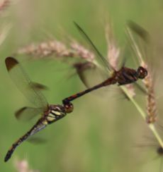 �m�V���g���{�A���Y�����āi�O����j