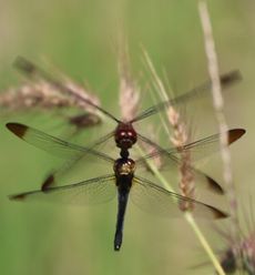 �m�V���g���{�A���Y�����āi�O����j