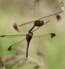 �m�V���g���{�A���Y�����āi�O����j