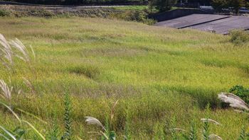 �V���r�i�X�j