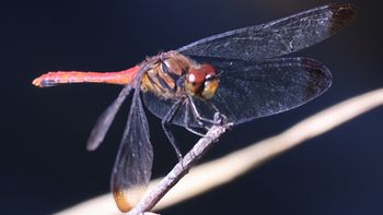 ���X�A�J�l���i�V���r�j