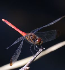 ���X�A�J�l���i�V���r�j