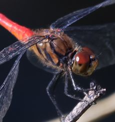 ���X�A�J�l���i�V���r�j