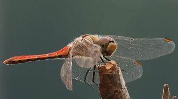 �A�L�A�J�l���i�V���r�j