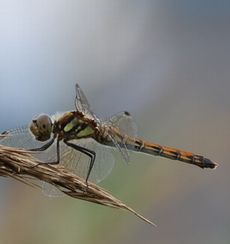 �A�L�A�J�l���i�V���r�j