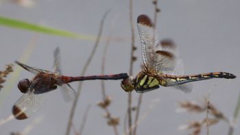 �m�V���g���{�Y�����āi�V���r�j