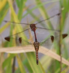 �m�V���g���{�Y�����āi�V���r�j