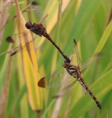 �m�V���g���{�Y�����āi�V���r�j