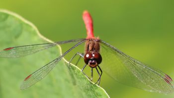 �}���^�e�A�J�l���i�V���r�j