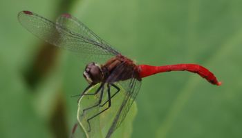 �}���^�e�A�J�l���i�V���r�j