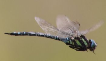 �I�I�����{�V�����}���i�V���r�j