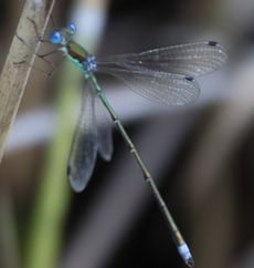 �m�V���g���{�Y�����āi�V���r�j