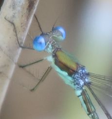 �m�V���g���{�Y�����āi�V���r�j