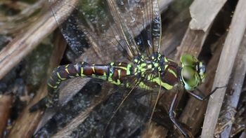 �����{�V�����}�Y���i�V���r�j