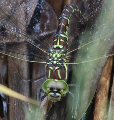 �����{�V�����}�Y���i�V���r�j