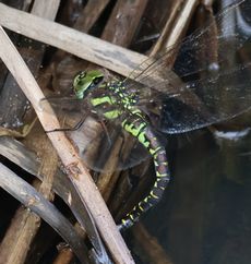 �����{�V�����}�Y���i�V���r�j