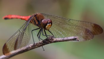 ���X�A�J�l���i�V���r�j