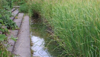 �V���r�i�X�j