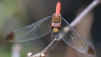 ���X�A�J�l���i�V���r�j