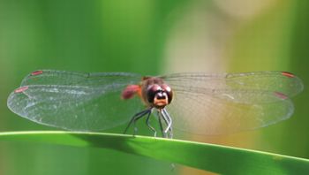 �}���^�e�A�J�l���i�V���r�j