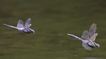 �V�I�J���g���{�h�q���āi�����j