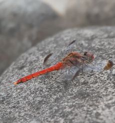 �R�m�V���g���{���E������i�����j