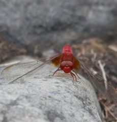 �V���E�W���E�g���{���E������i�����j