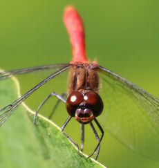 �}���^�e�A�J�l���i�V���r�j