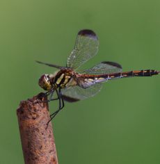 �m�V���g���{���i�O����j