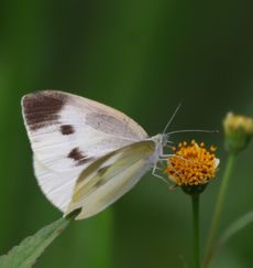 �Z���_���O�T�g�����V���`���E�i�O����j