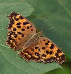 �L�^�e�n�i�O����j